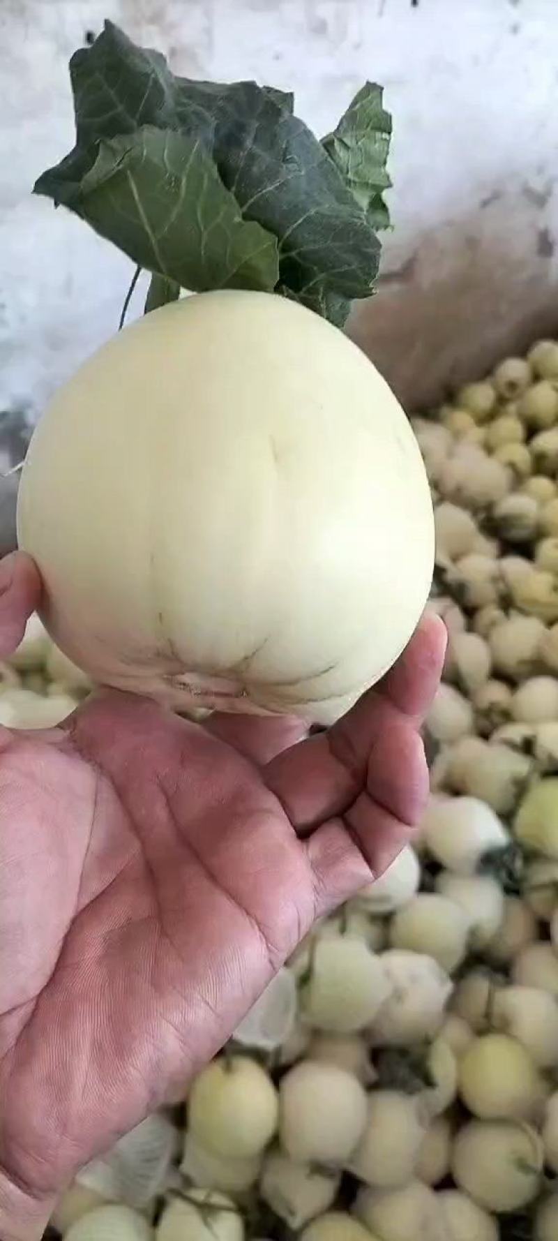 薄皮甜瓜，头茬鲜瓜，含糖量高，口感脆甜，原产地，全国代发