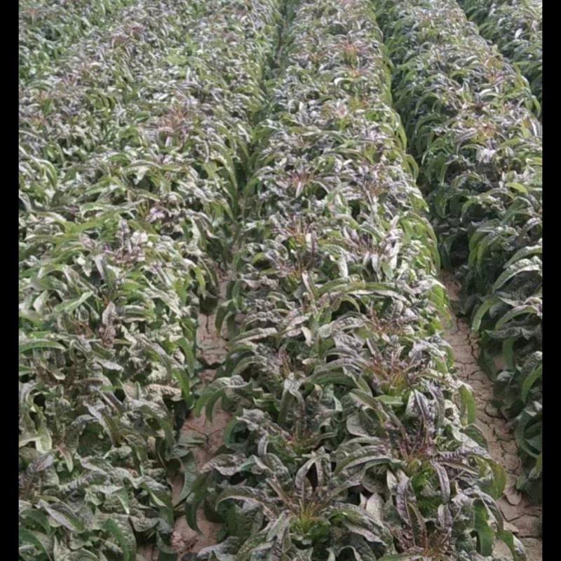 兰州红古精品红笋大量预订
