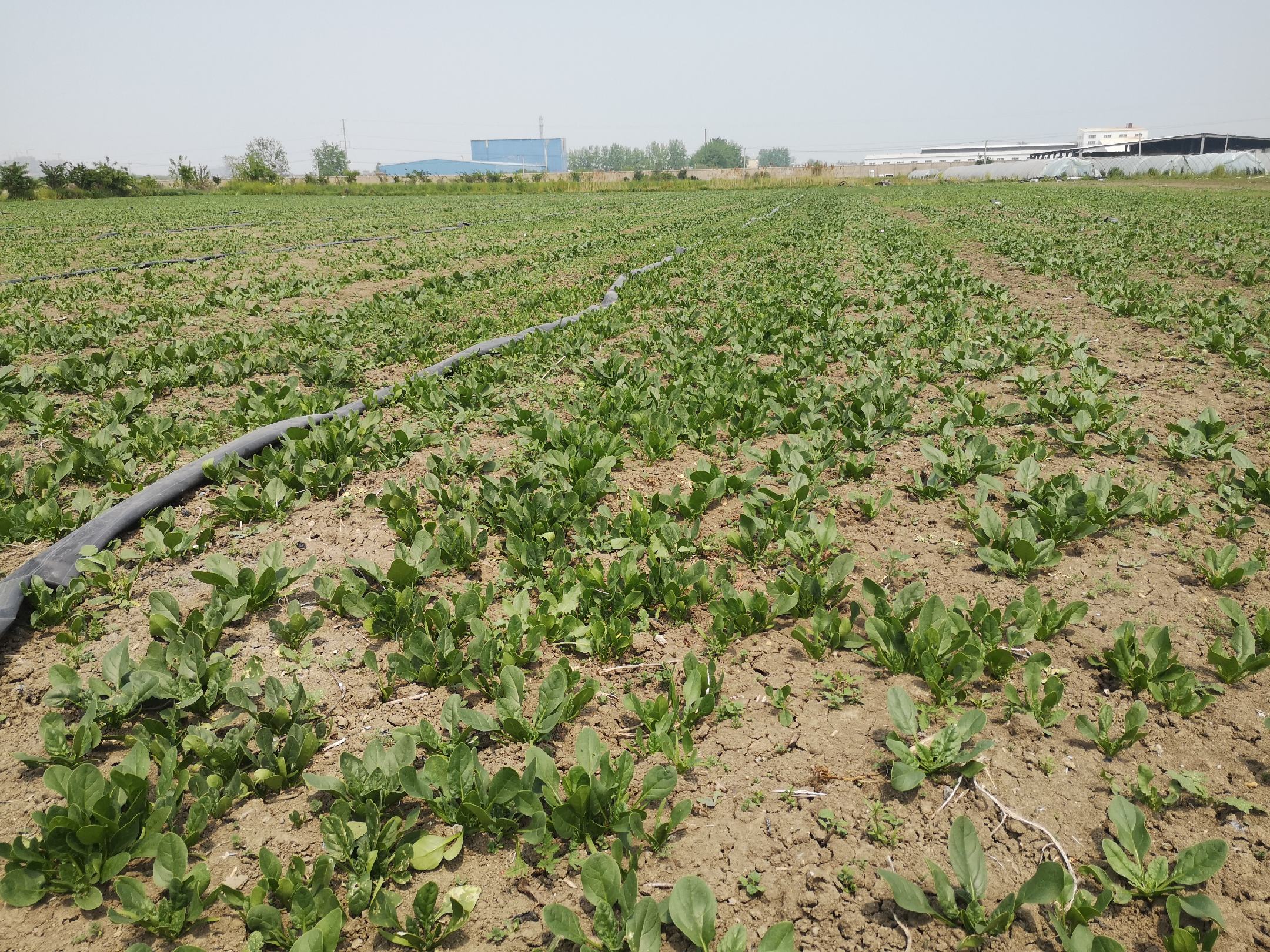 菠菜种植基地实景图