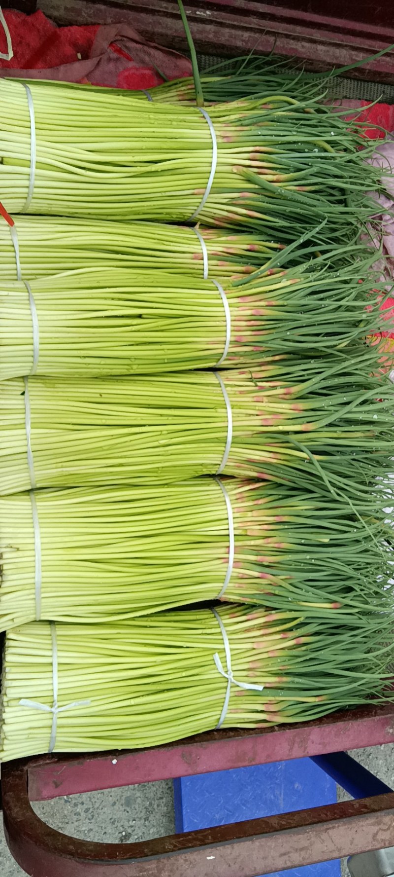 大量扒皮蒜，毛蒜