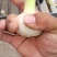 大量扒皮蒜，毛蒜