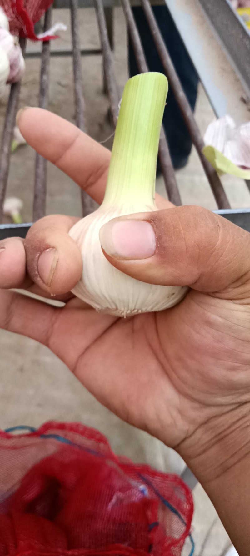 大量扒皮蒜，毛蒜
