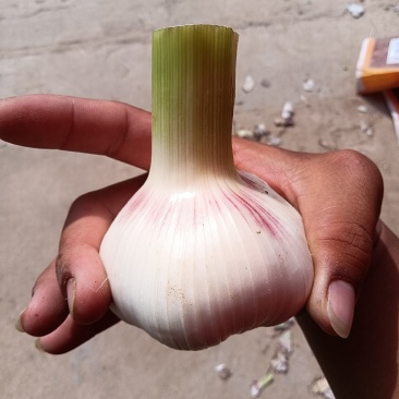 大量扒皮蒜，毛蒜
