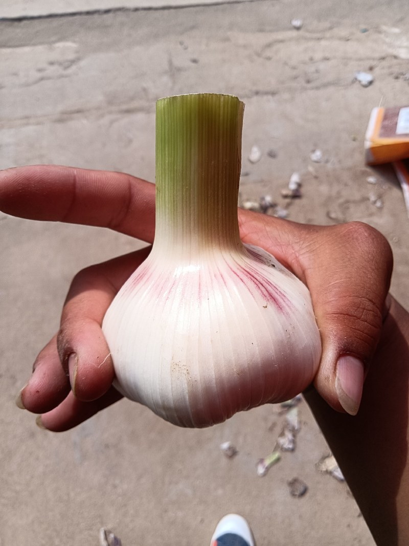大量扒皮蒜，毛蒜