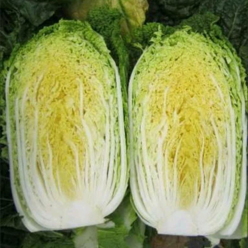 白菜甘肃精品黄心大白菜产地直销价格便宜可提供视频看货