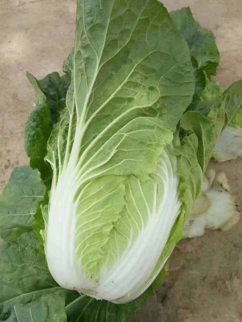 白菜甘肃精品黄心大白菜产地直销价格便宜可提供视频看货