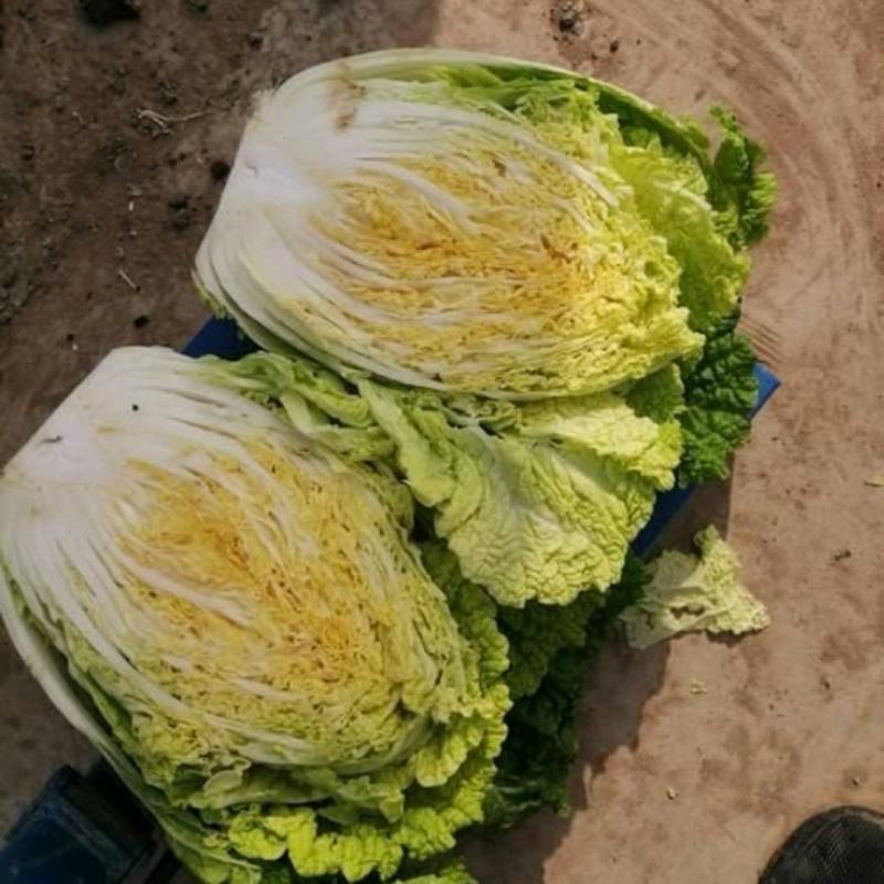 白菜甘肃精品黄心大白菜产地直销价格便宜可提供视频看货