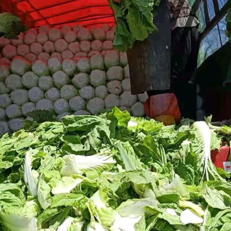 白菜甘肃精品黄心大白菜产地直销价格便宜可提供视频看货
