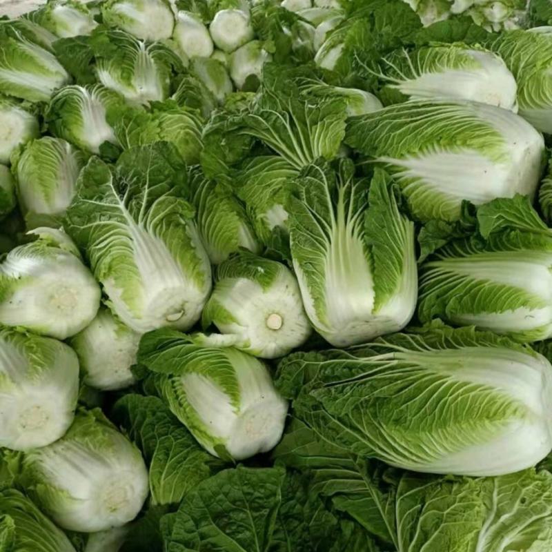 白菜甘肃精品黄心大白菜产地直销价格便宜可提供视频看货