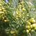 余甘子苗，橄榄苗，甜油柑苗广东品种，平丹一号，印度大余甘
