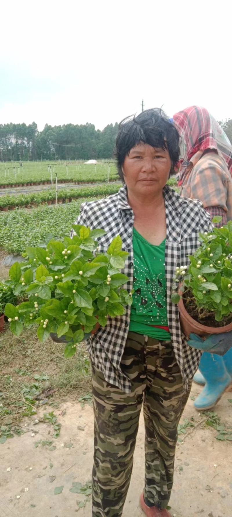 横县茉莉花盆栽盆景花卉绿植，枝干粗壮，花苞繁多，清雅芳香