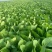 山东曹县蔬菜基地常年供货、质量保证、精品快菜