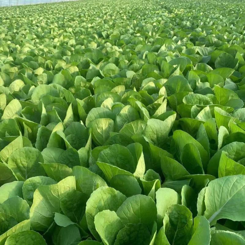 山东曹县蔬菜基地常年供货、质量保证、精品快菜