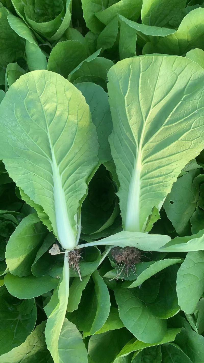 山东曹县蔬菜基地常年供货、质量保证、精品快菜