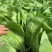 山东曹县蔬菜基地常年供货、质量保证、精品快菜