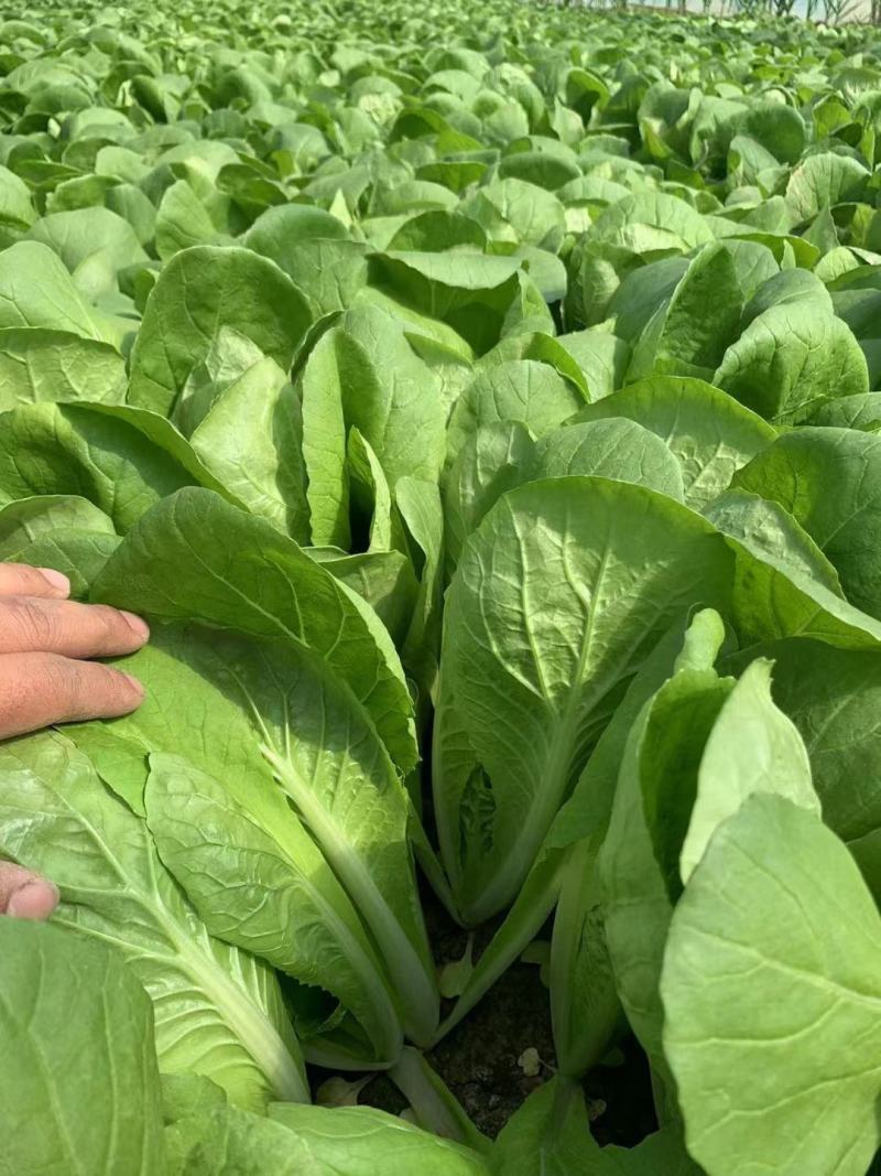 山东曹县蔬菜基地常年供货、质量保证、精品快菜