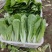 山东曹县蔬菜基地常年供货、质量保证、精品快菜