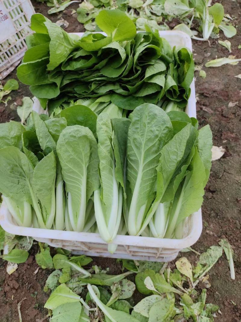 山东曹县蔬菜基地常年供货、质量保证、精品快菜