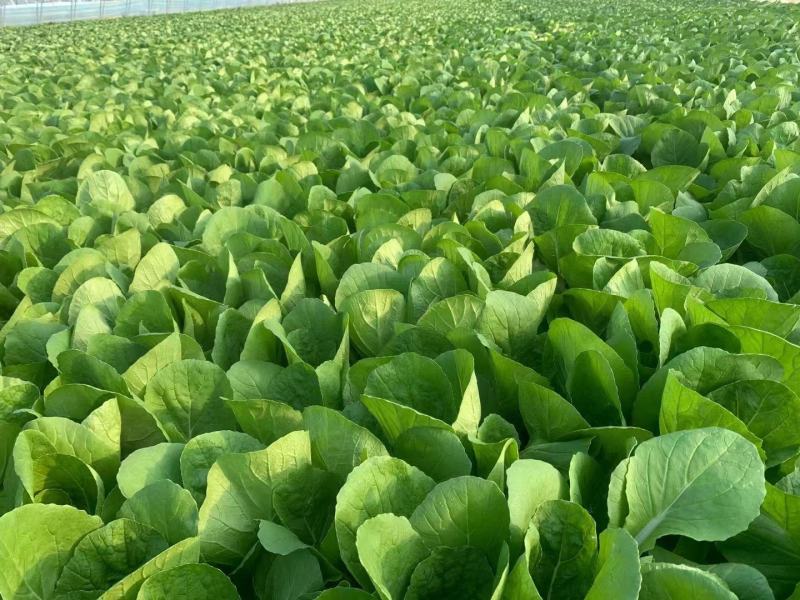山东曹县蔬菜基地常年供货、质量保证、精品快菜