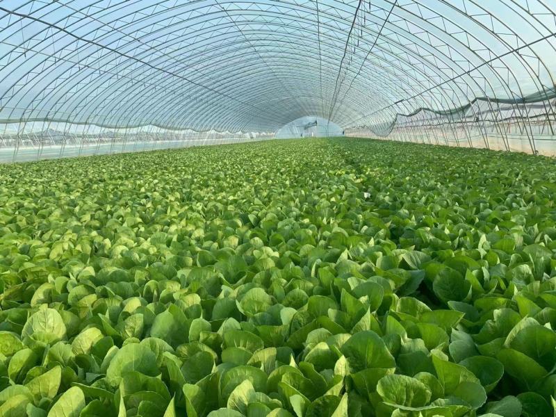 山东曹县蔬菜基地常年供货、质量保证、精品快菜