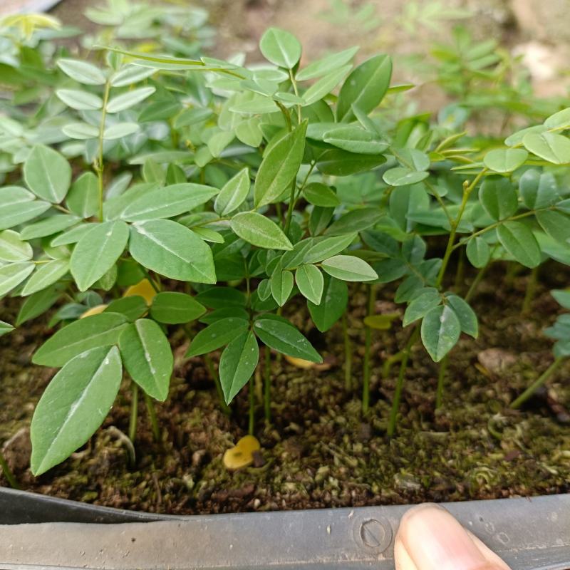 海南黄花梨苗黄花梨树苗庭院园林绿化树种