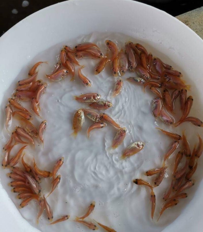 红罗非彩虹雕罗非苗快大杂交品种食用鱼玉罗非鱼苗