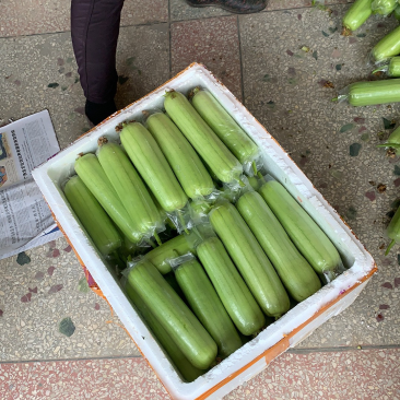 奶油丝瓜产地直销精品供货.......