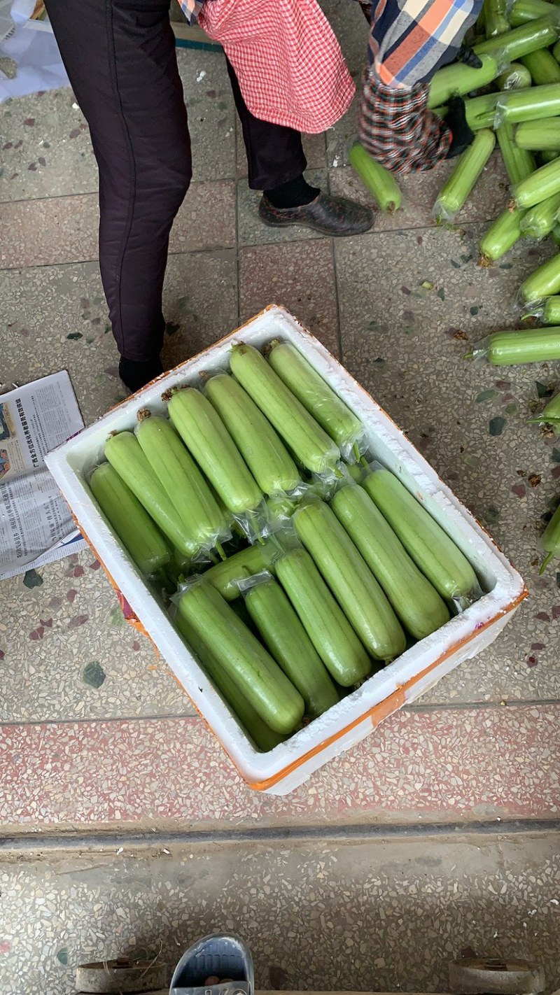 奶油丝瓜产地直销精品供货.......