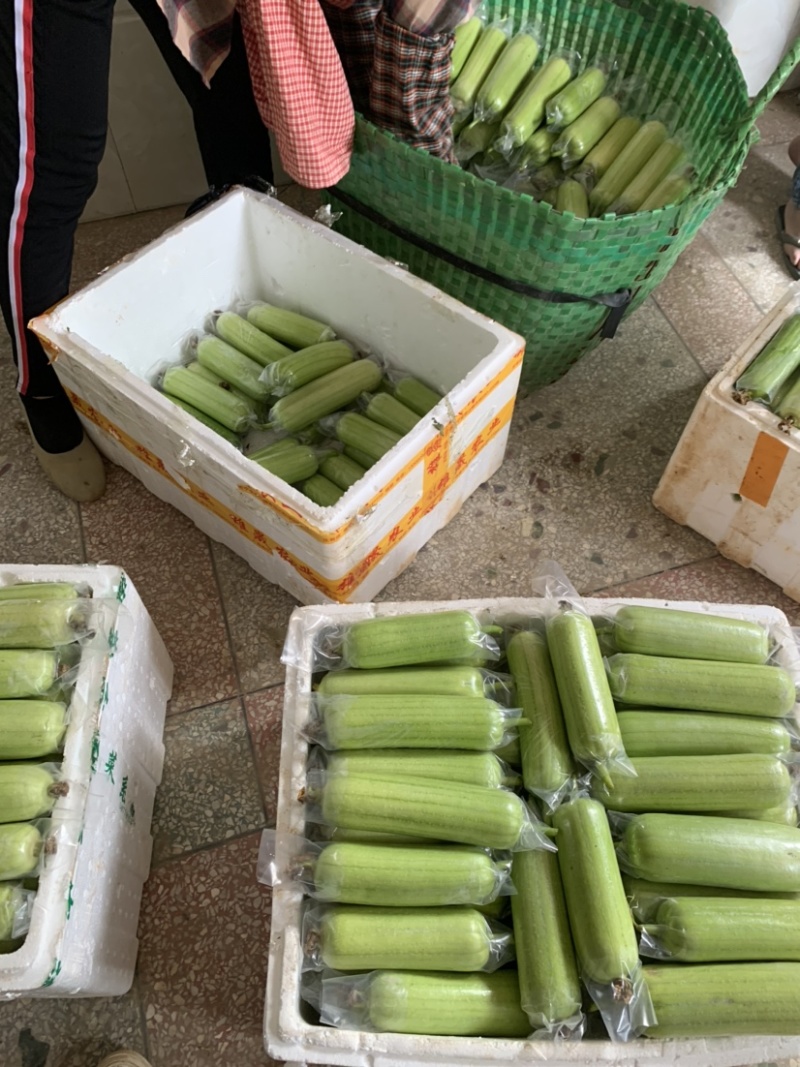 奶油丝瓜产地直销精品供货.......