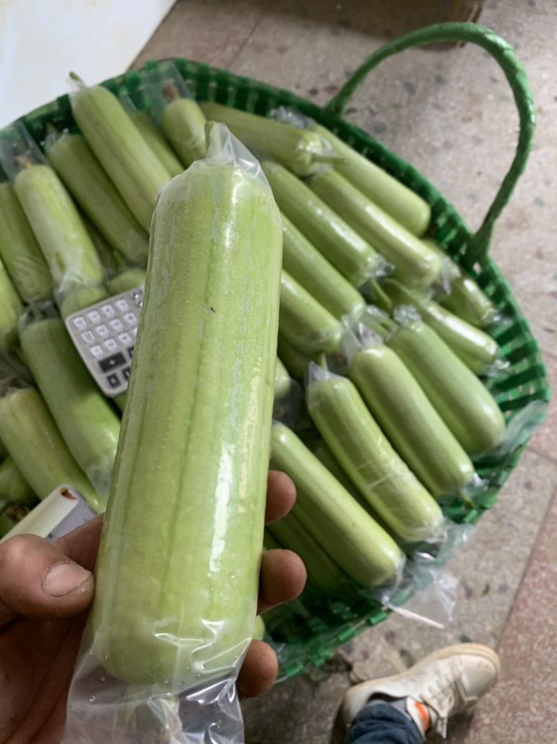 奶油丝瓜产地直销精品供货.......