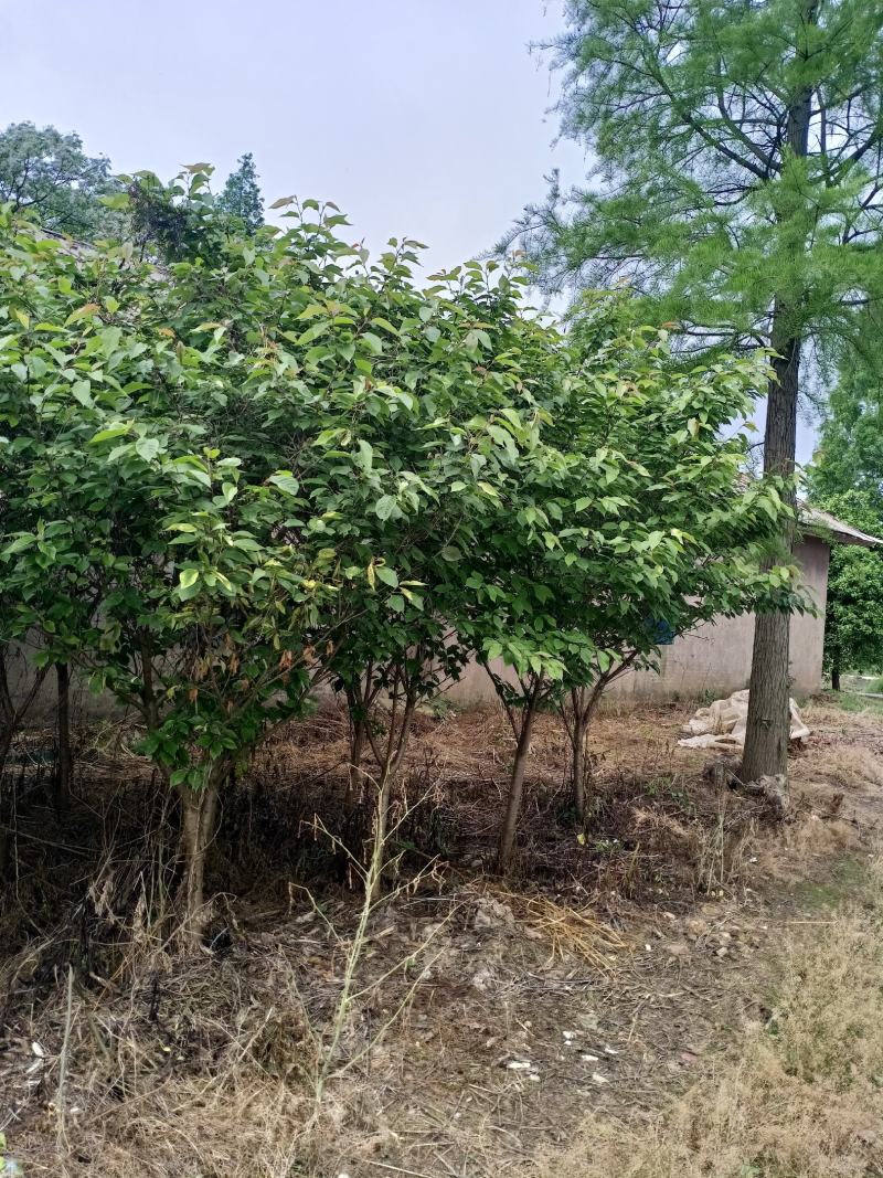 樱花，分枝好，树型茂盛土质纯黑土，指哪株，挖哪株。树型优