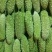 甜豆角。1.5