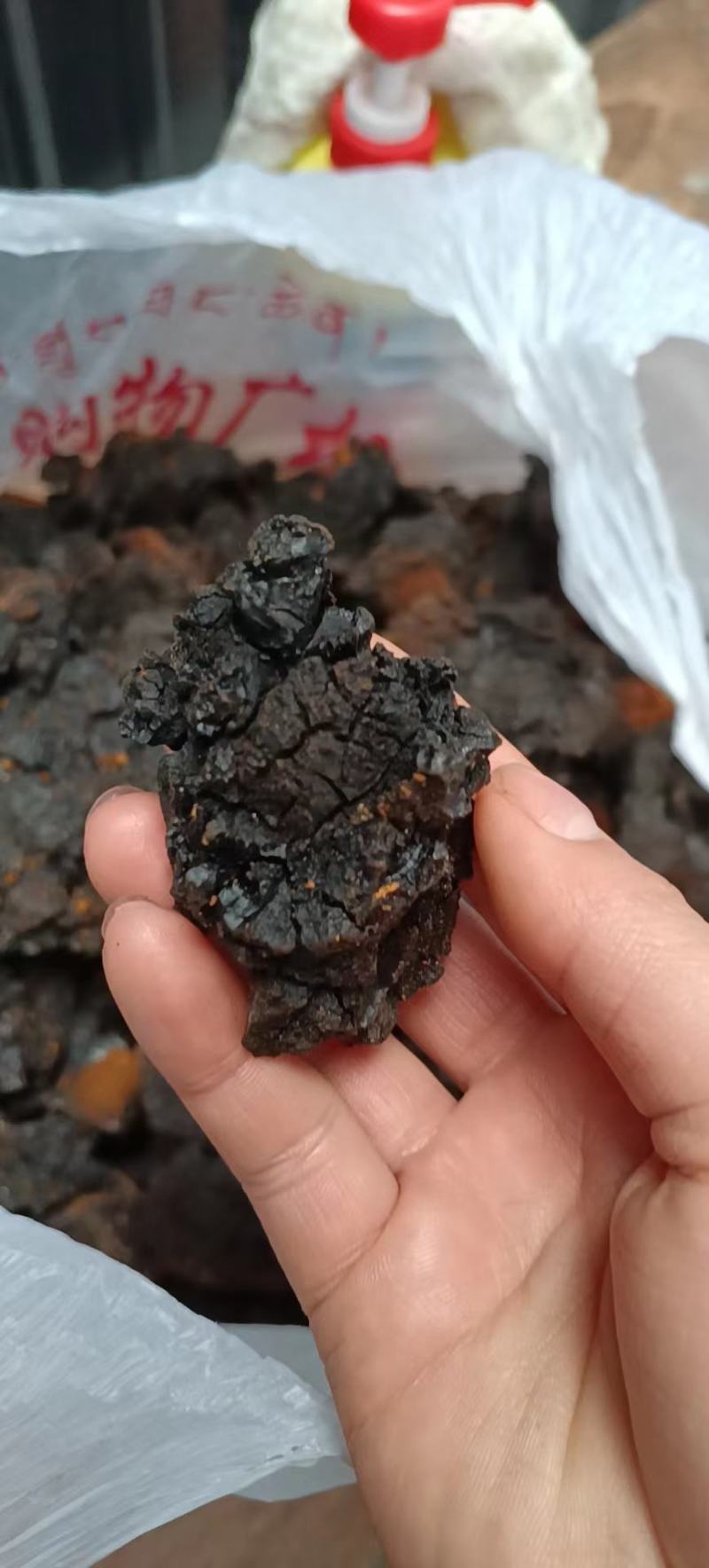桦树茸