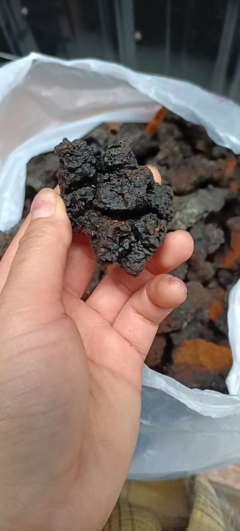 桦树茸