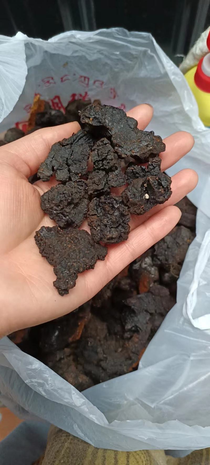 桦树茸