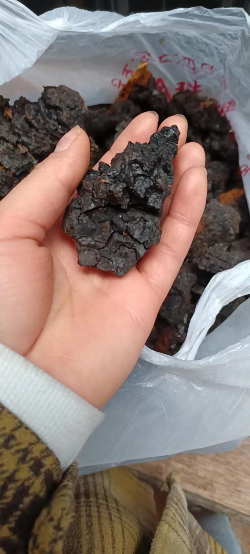 桦树茸