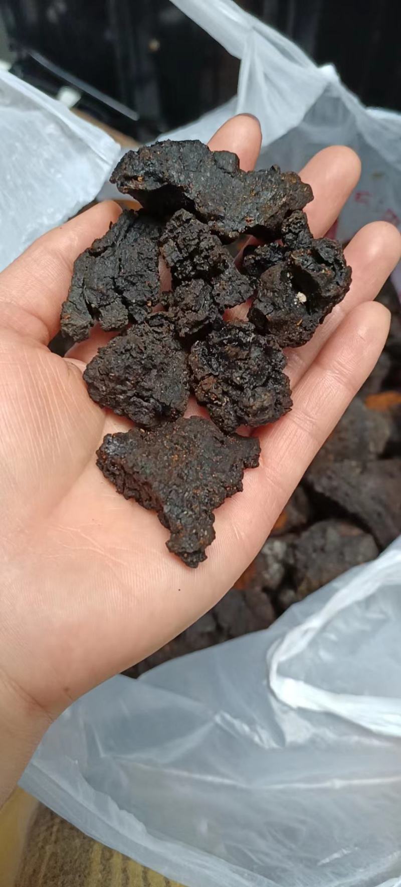 桦树茸