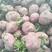 四川老品种红薯苗，红皮白心，香甜软糯，产量高，抗重茬！！