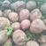 四川老品种红薯苗，红皮白心，香甜软糯，产量高，抗重茬！！