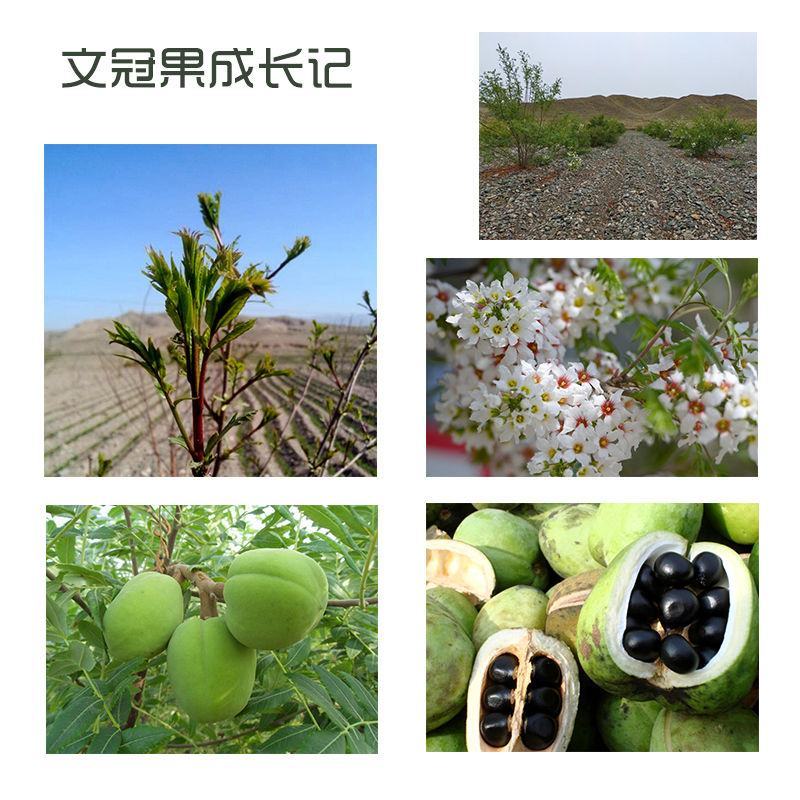 文冠果油含神经酸的食用油250ml物理冷榨甘肃西北特产文
