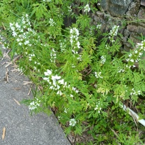 广东龙川县益母草，鲜货