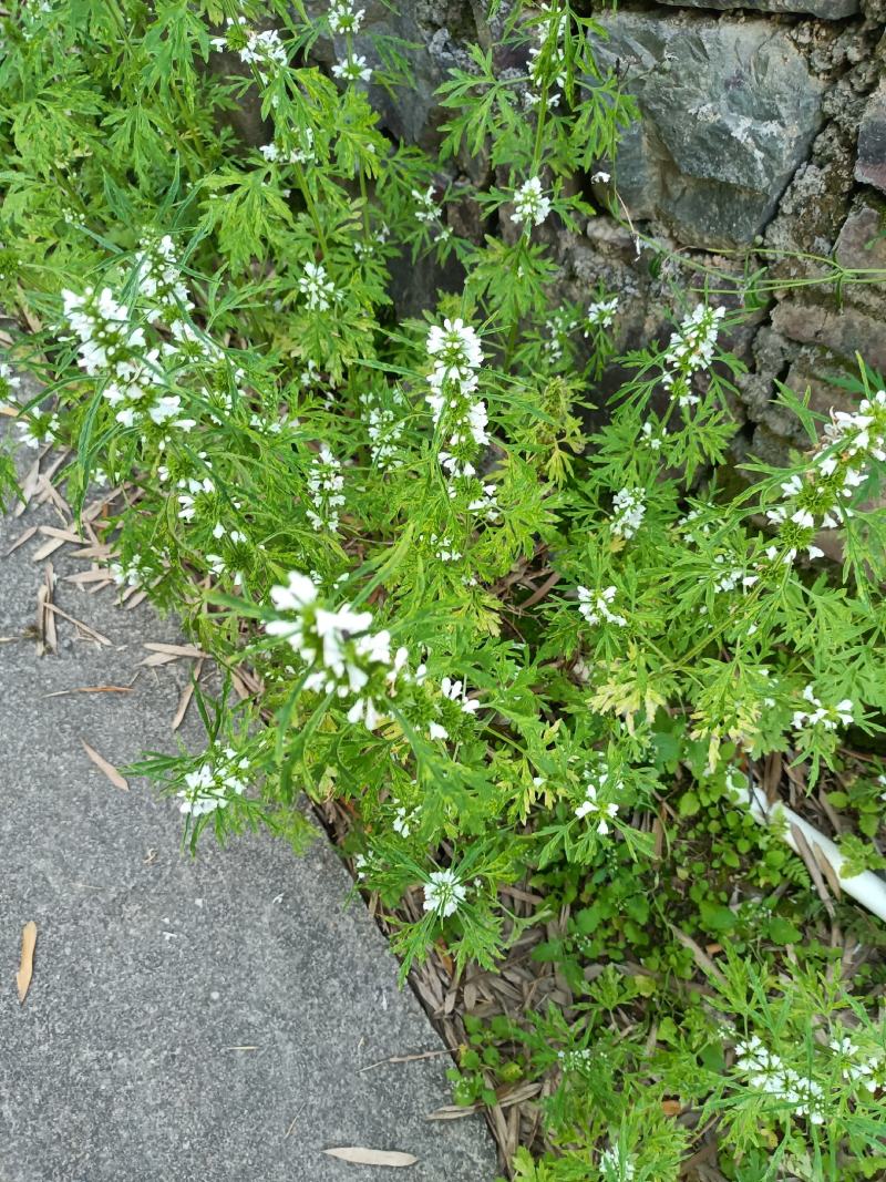 广东龙川县益母草，鲜货
