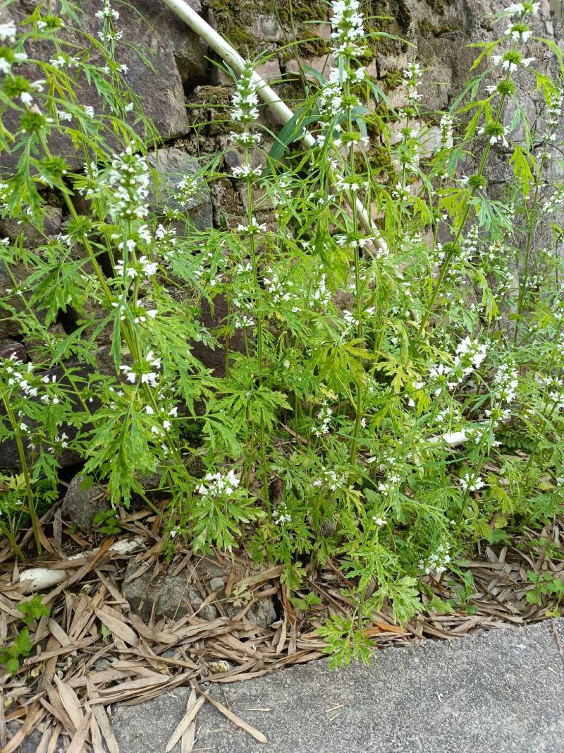 广东龙川县益母草，鲜货
