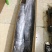 新鲜冷冻大马鲛鱼整条海鲜商用广东