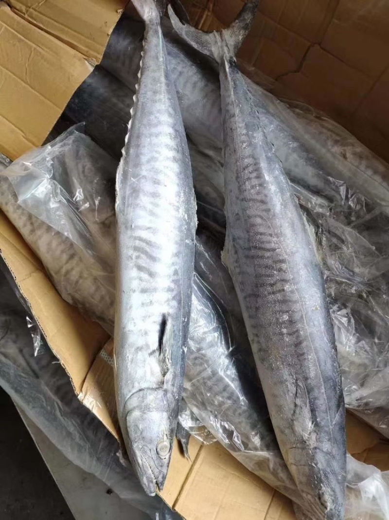 新鲜冷冻大马鲛鱼整条海鲜商用广东