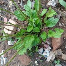 广东龙川野生车前草