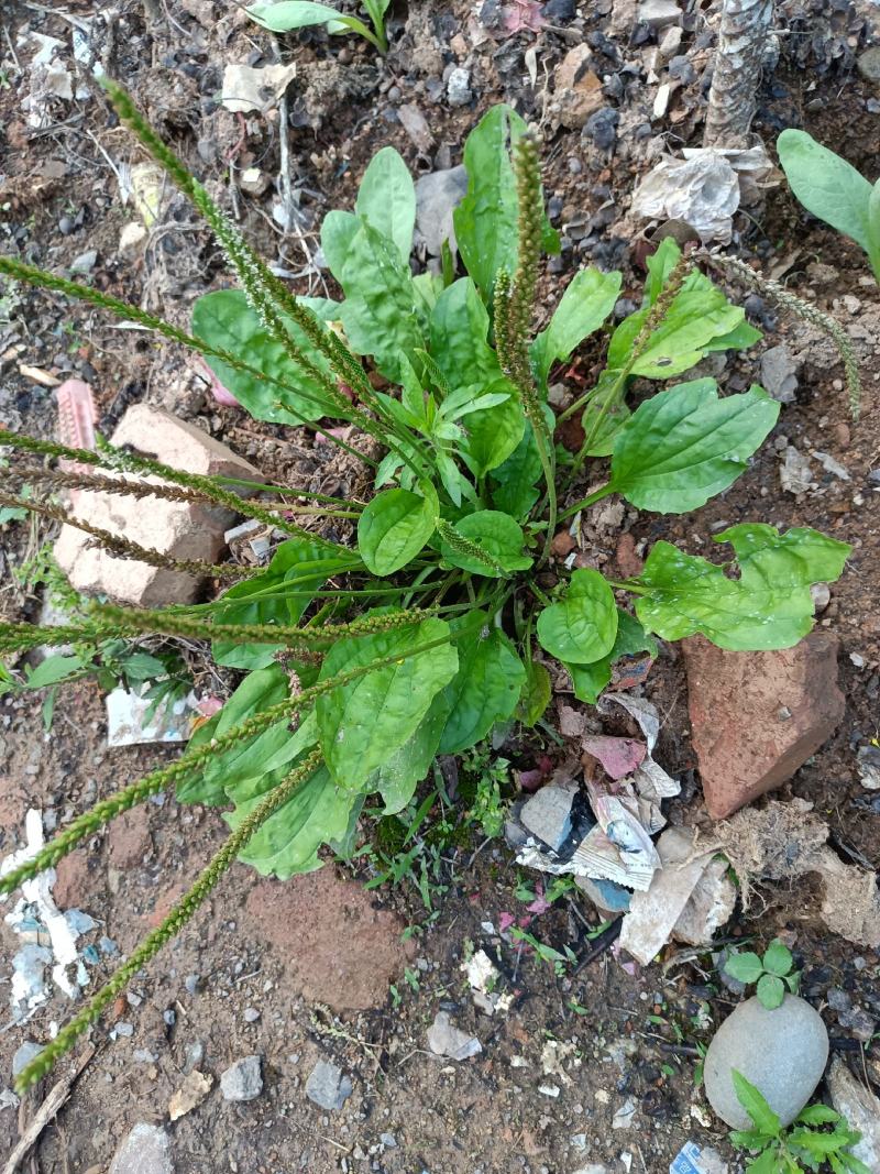 广东龙川野生车前草