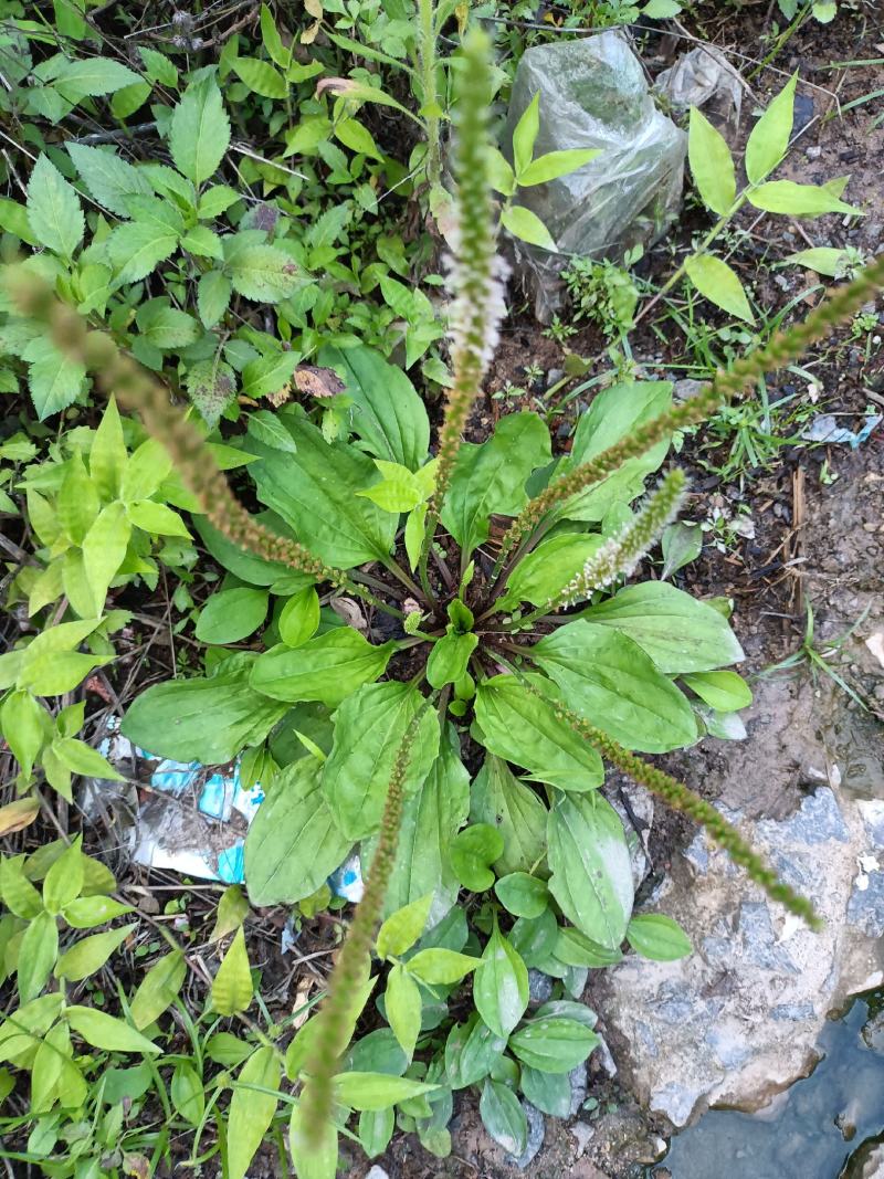 广东龙川野生车前草