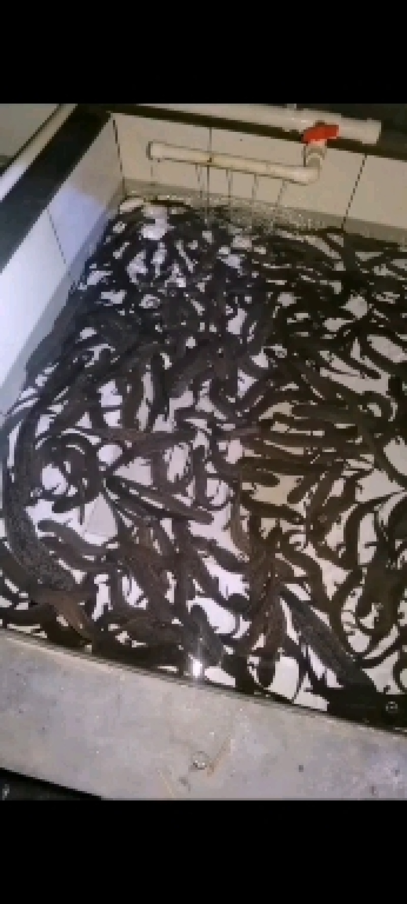 广东娃娃鱼鲜活食用活体大鲵海鲜水产鲜活淡水鱼肉质鲜美