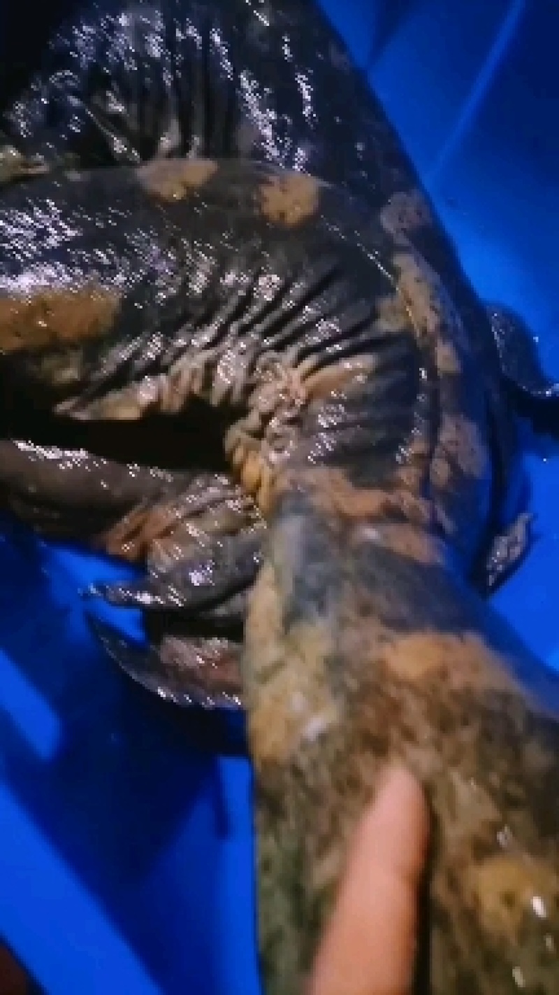 广东娃娃鱼鲜活食用活体大鲵海鲜水产鲜活淡水鱼肉质鲜美